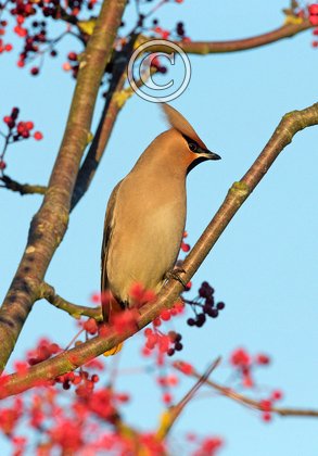 Waxwing DM1522